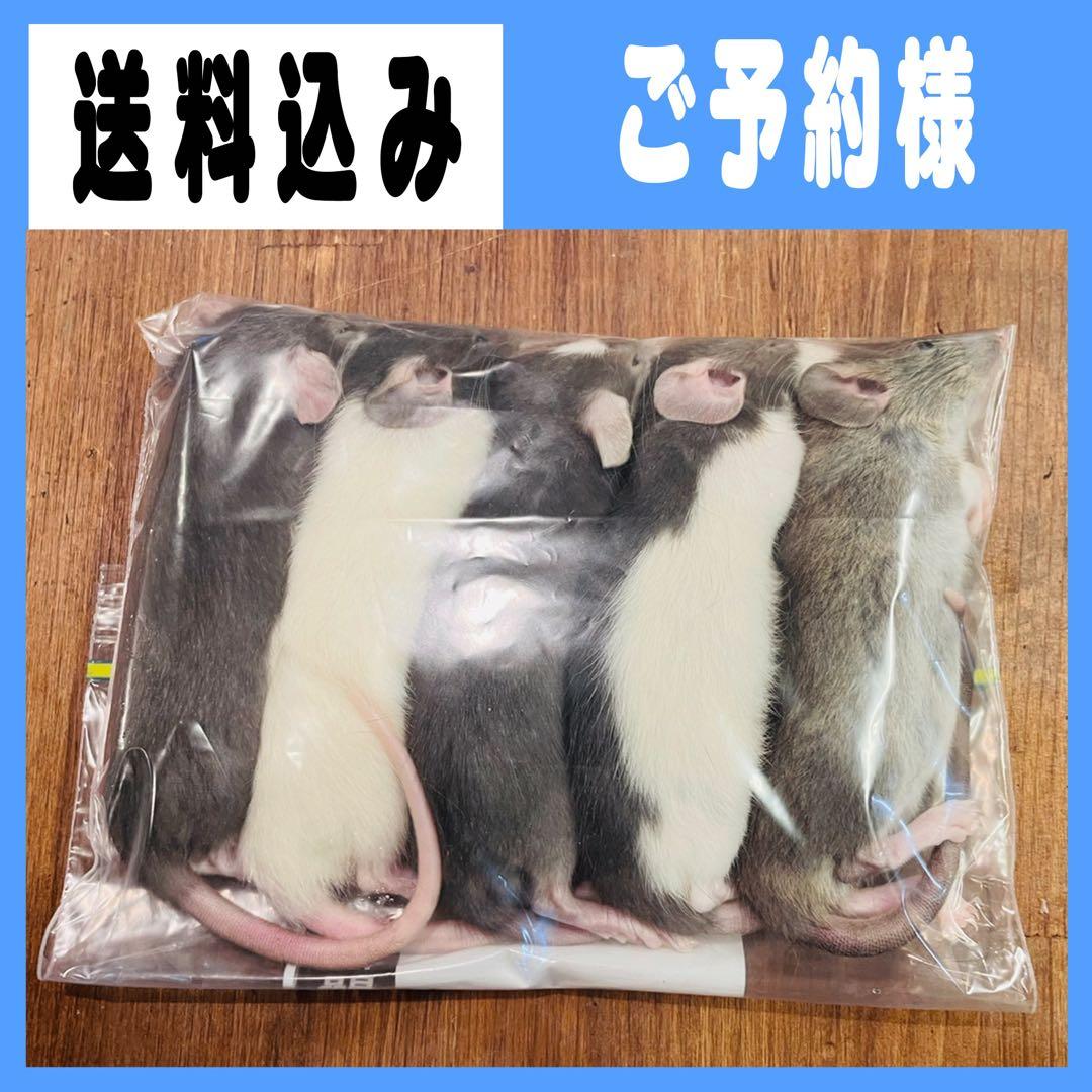 白☆蛇フォーム