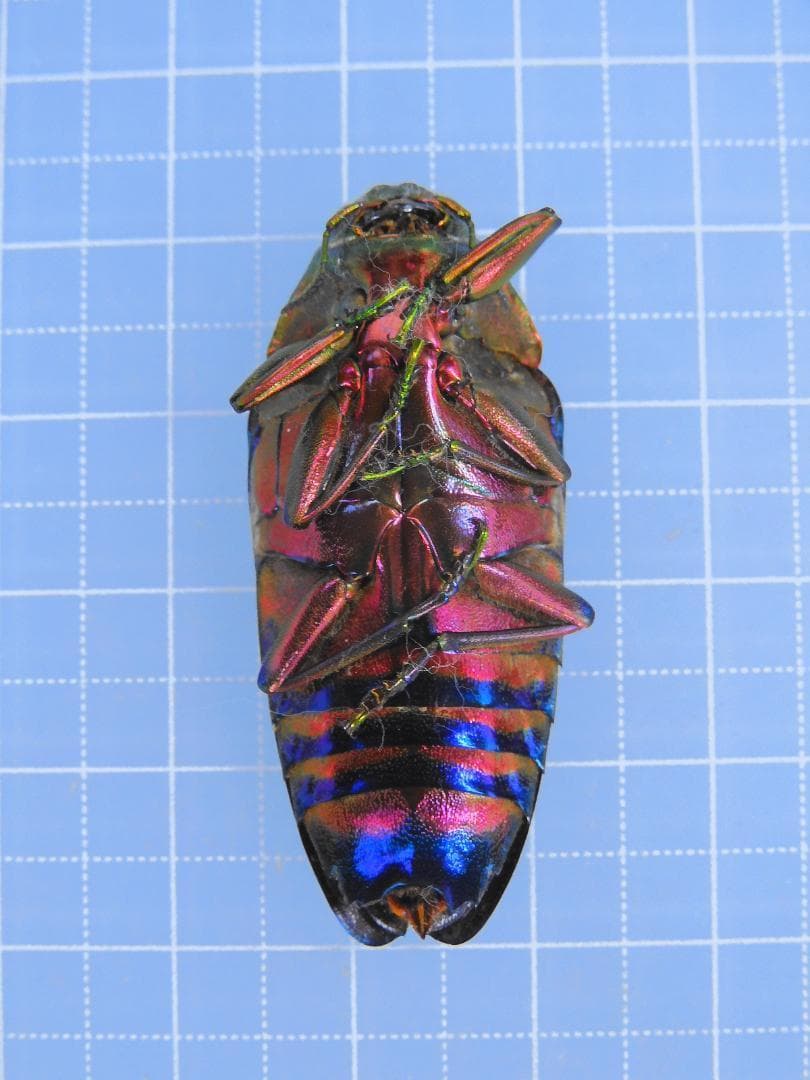 標本 Peru Colobgaster lesplendens 41mm