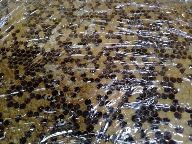 昆虫標本　ニホンミツバチ　巣盤　3番　3270g