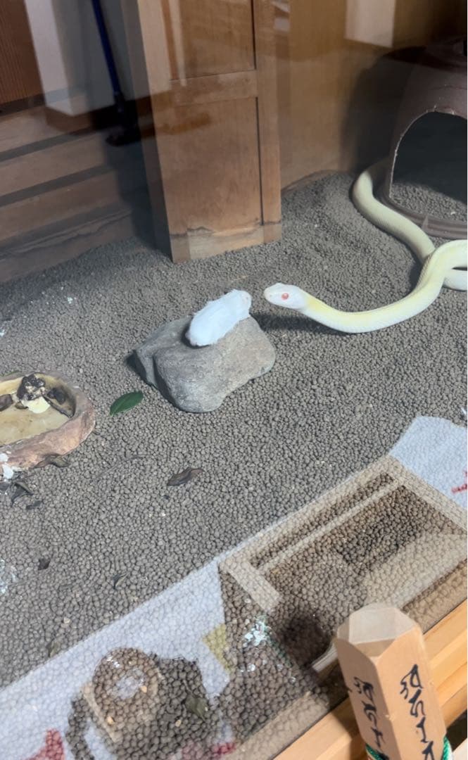 白ヘビの脱皮した皮