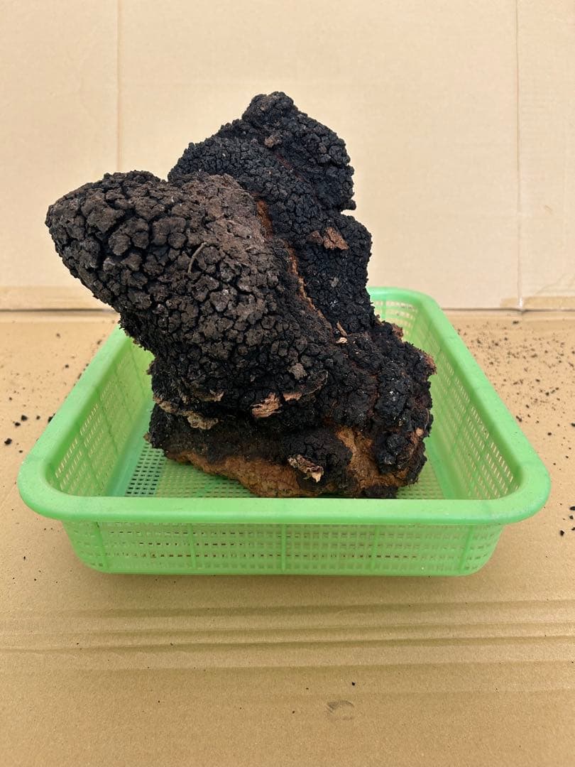 【北海道産】カバノアナタケ2キロ