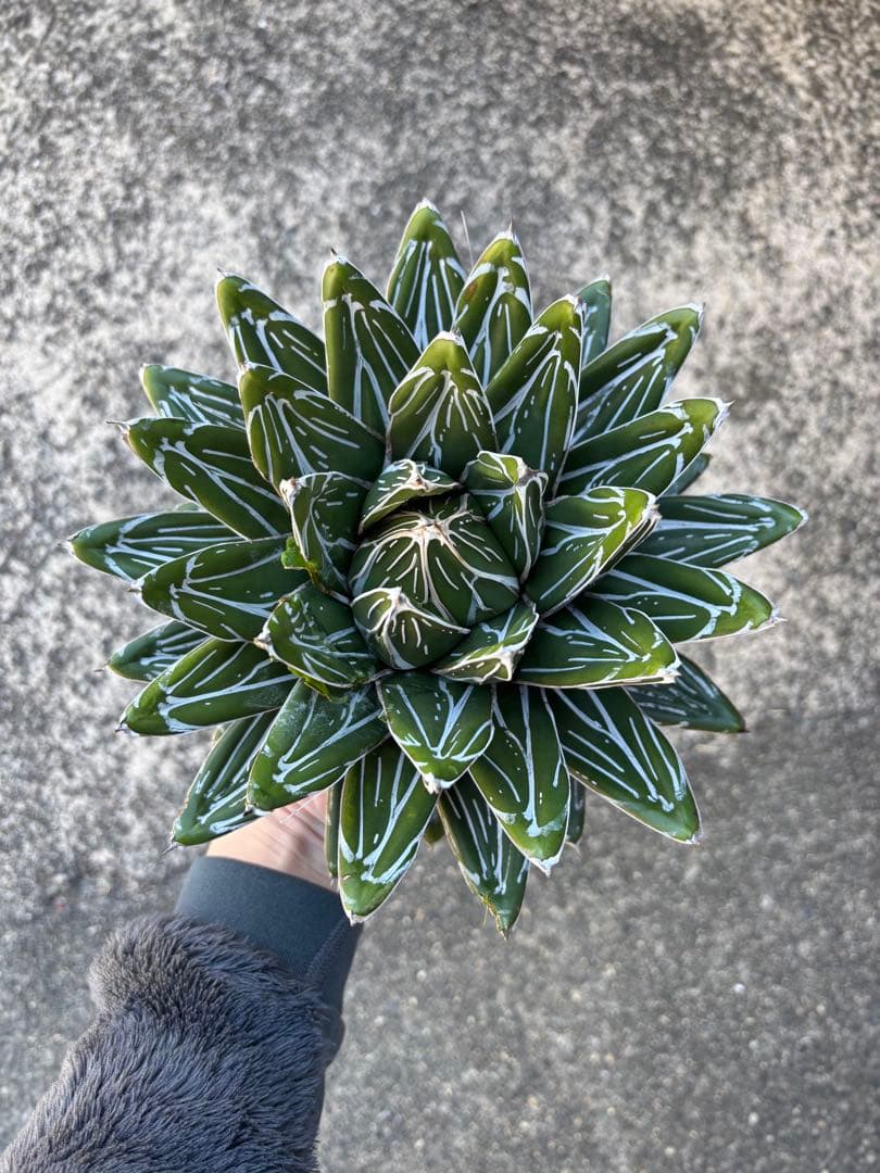 アガベ　笹の雪　親株販売　極上株　特選品
