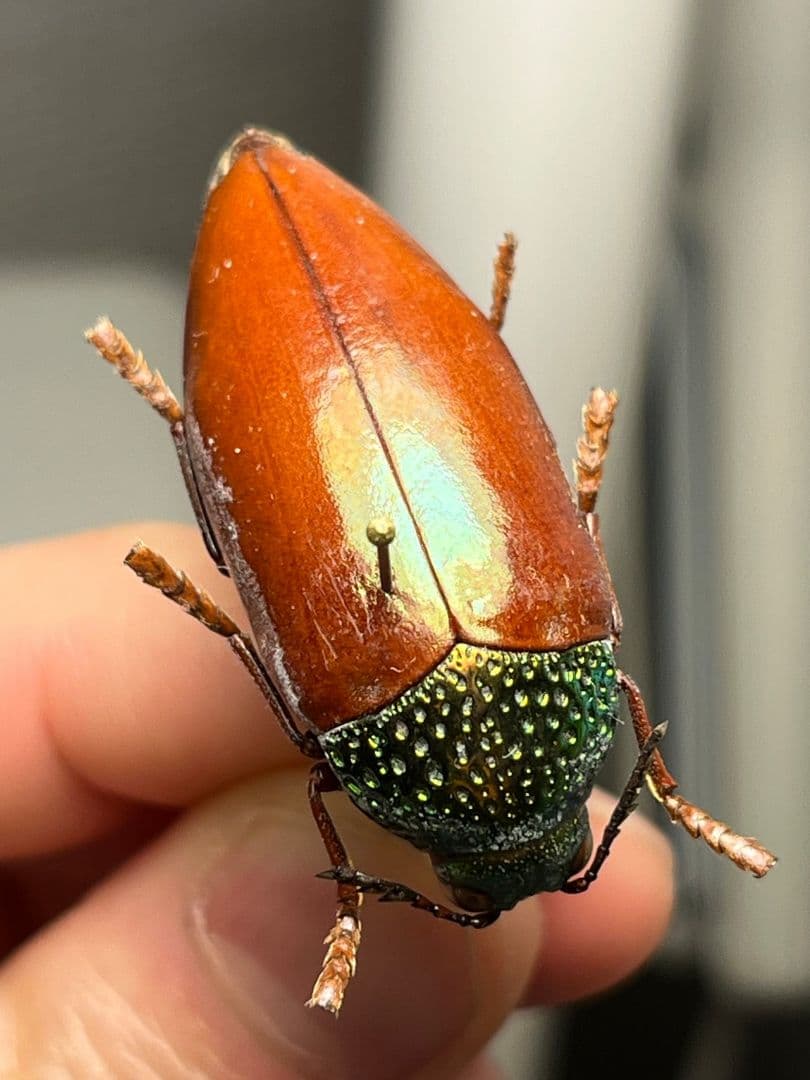 【年代物】チャイロフトタマムシ フトタマムシ スハンダエ プラチナコガネ 標本