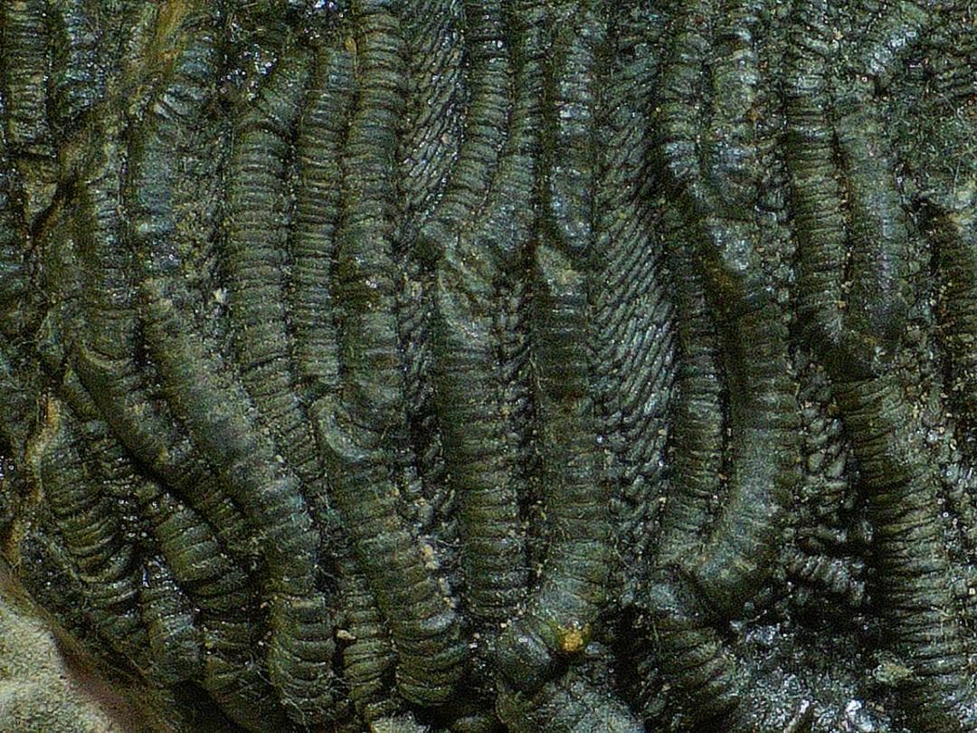 ウミユリ 化石 棘皮動物 重さ682 g 大きさ 約18x16 cm モロッコ産