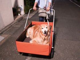 大型犬 介護 カート