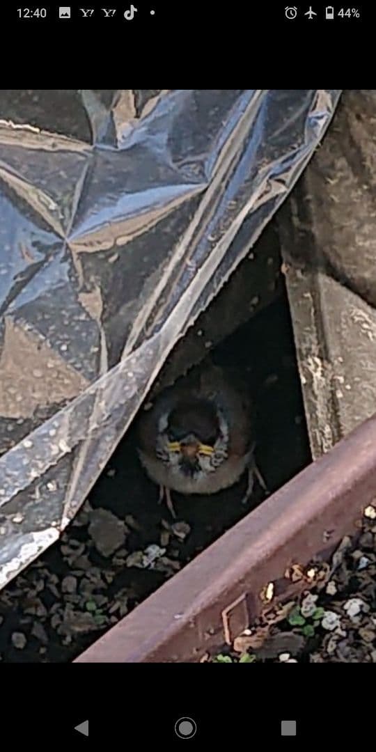 ハル様確認用野鳥のごはん