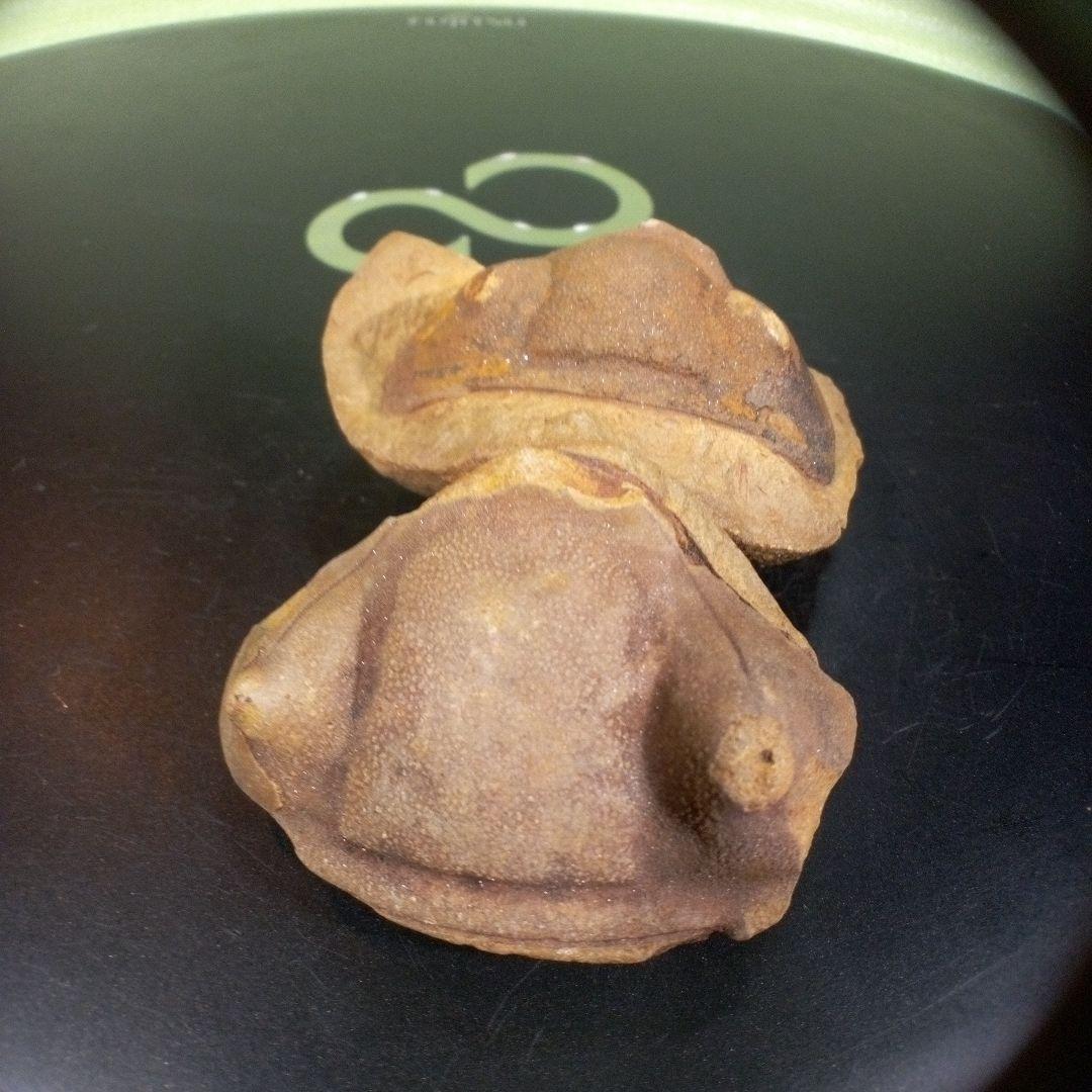 三葉虫　化石　fossil　ボリビア産　レア　Fossil識別⑤　２個セット