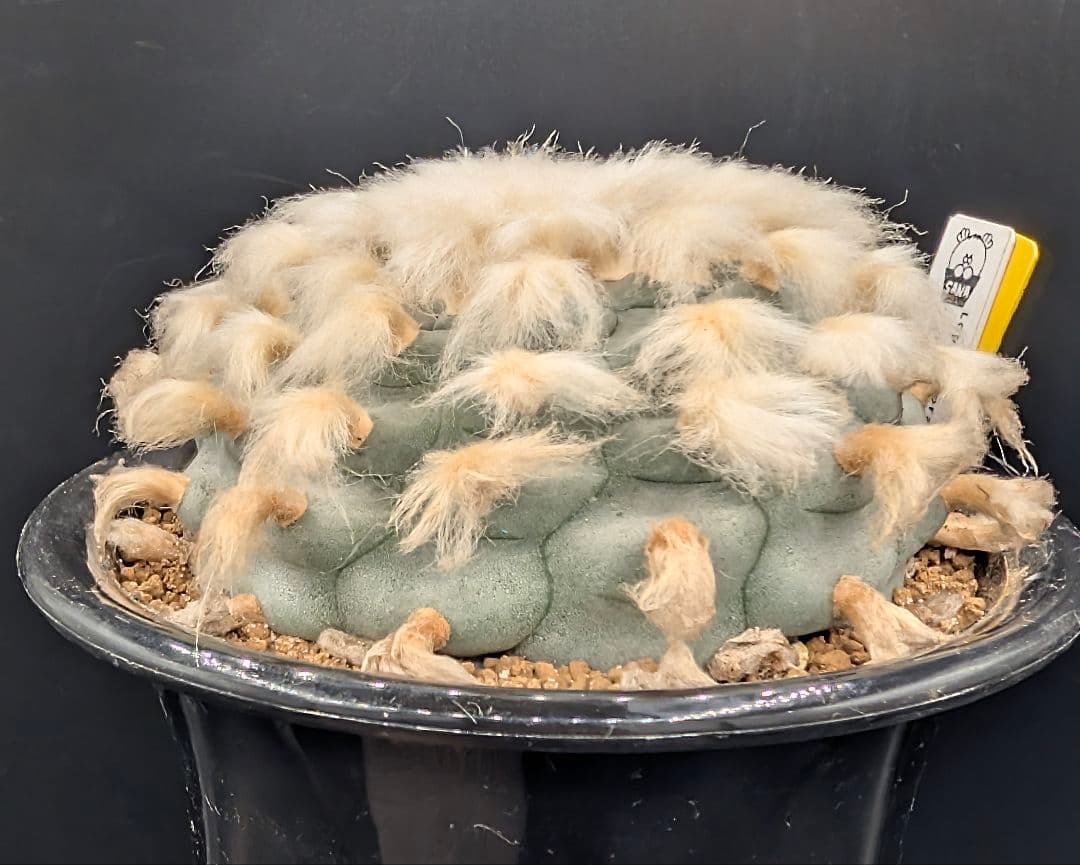 B*k様 ロホホラ 烏羽玉 鉢植え メルカリ便送料込み