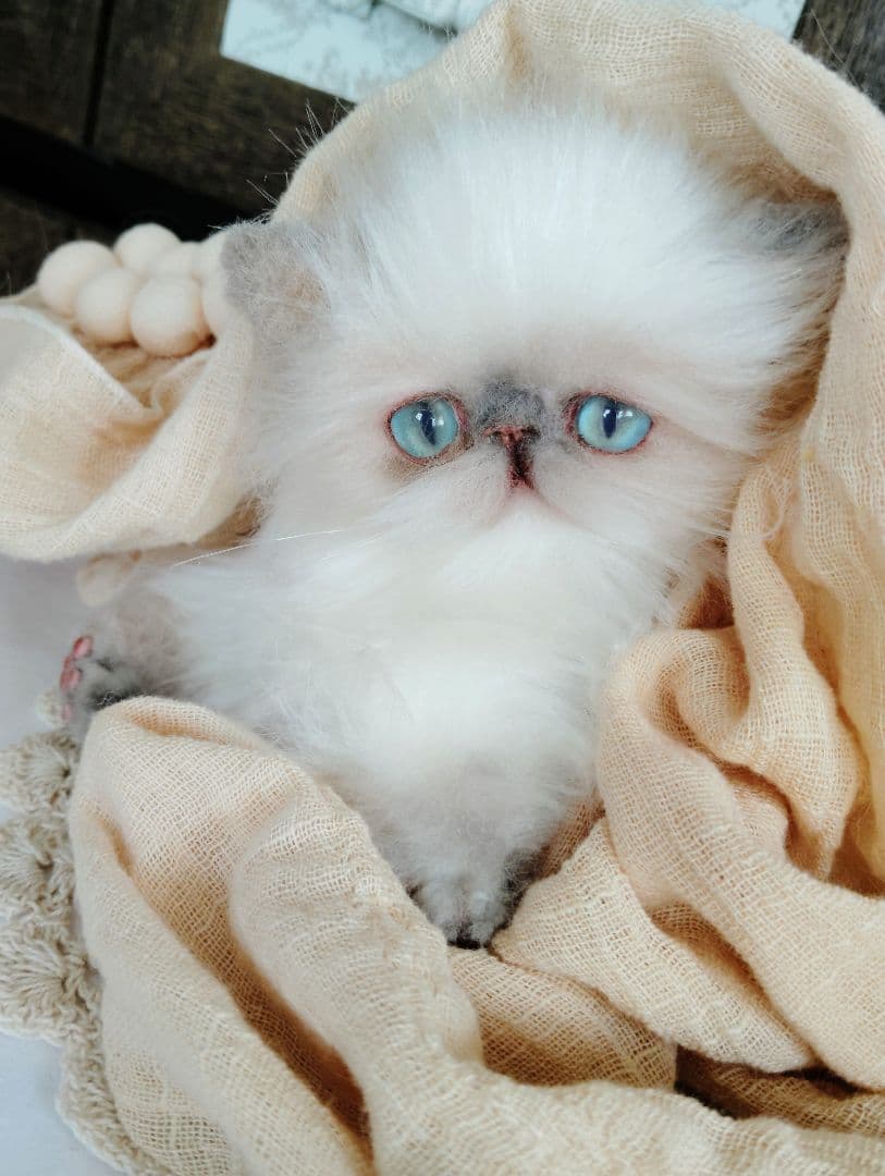 ヒマラヤン♡子猫のミミちゃん♡アートドール♡ぬいぐるみ♡