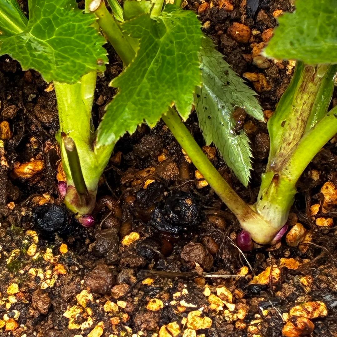 m*i様 3497☘️たくさん蕾花付き☘️２年間保管☘️⭐️ダーク⭐️超多弁⭐️