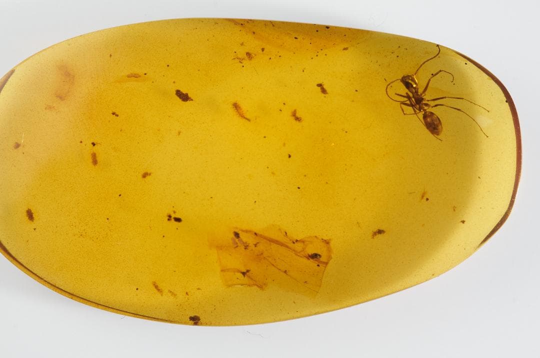 レア極上品 PA111虫入り琥珀化石　ミャンマーカムティかタナイ9900万年前