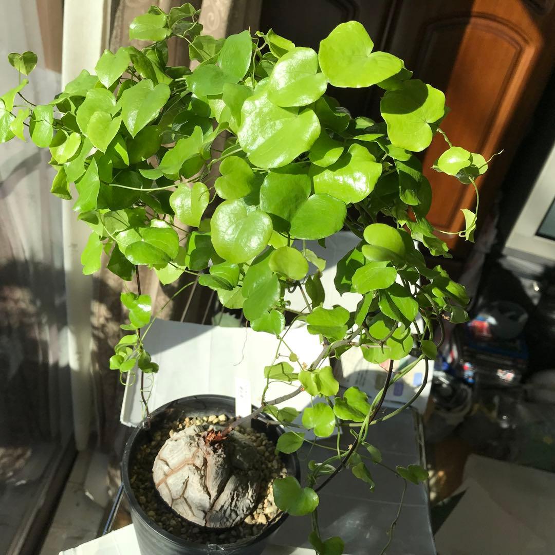 アフリカ亀甲竜迫力ある、大株です。葉を付けて、大きく成長しています。