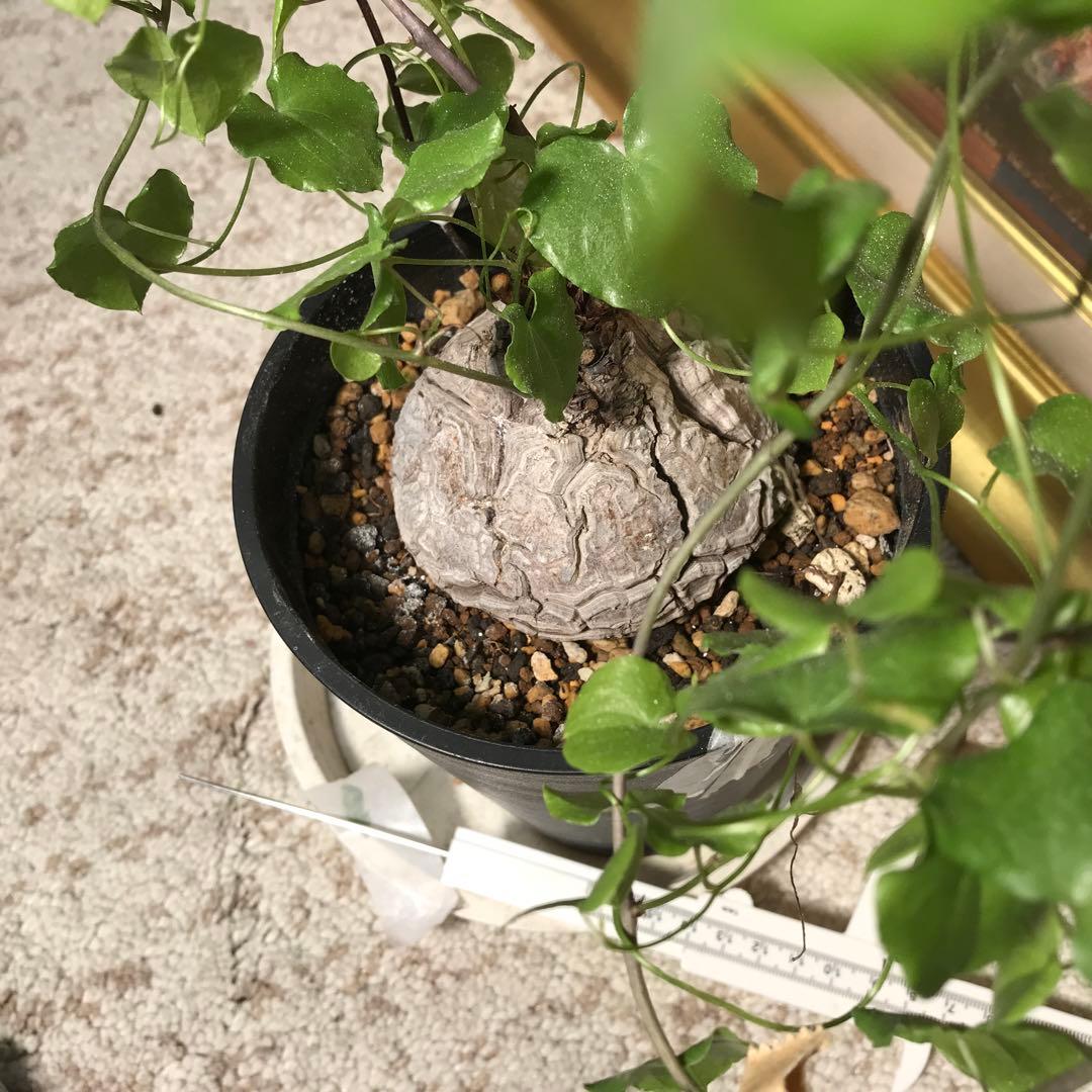 アフリカ亀甲竜迫力ある、大株です。葉を付けて、大きく成長しています。