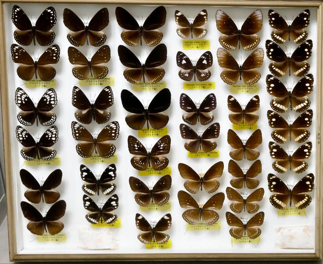 蝶標本 リルマダラ各種 世界産地別コレクション 研究用大型ドイツ箱