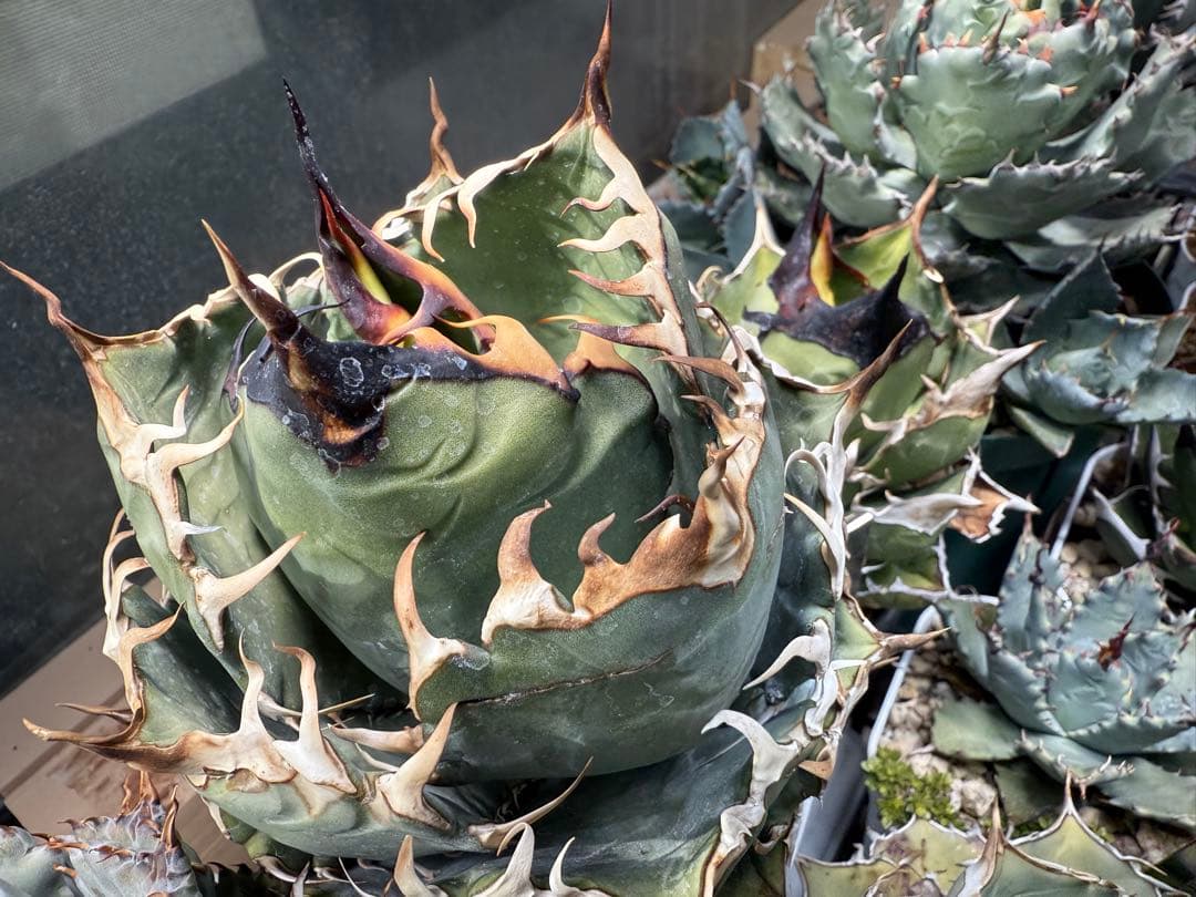 Collection オテロイ / 購入時名称スーパーチタノタ 悪魔くん