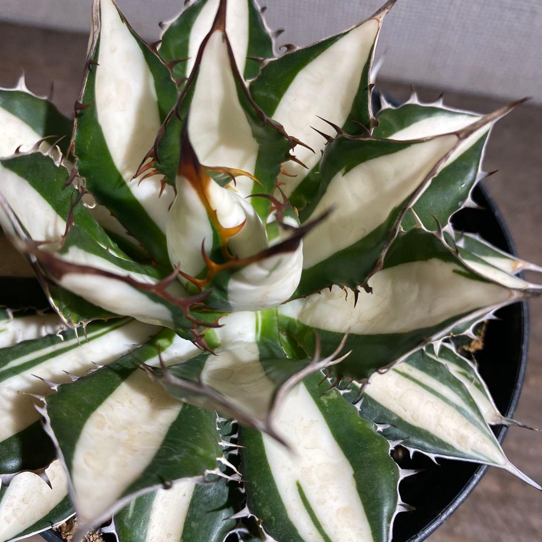 アガベ　ホリダ　白中斑　極上限定2