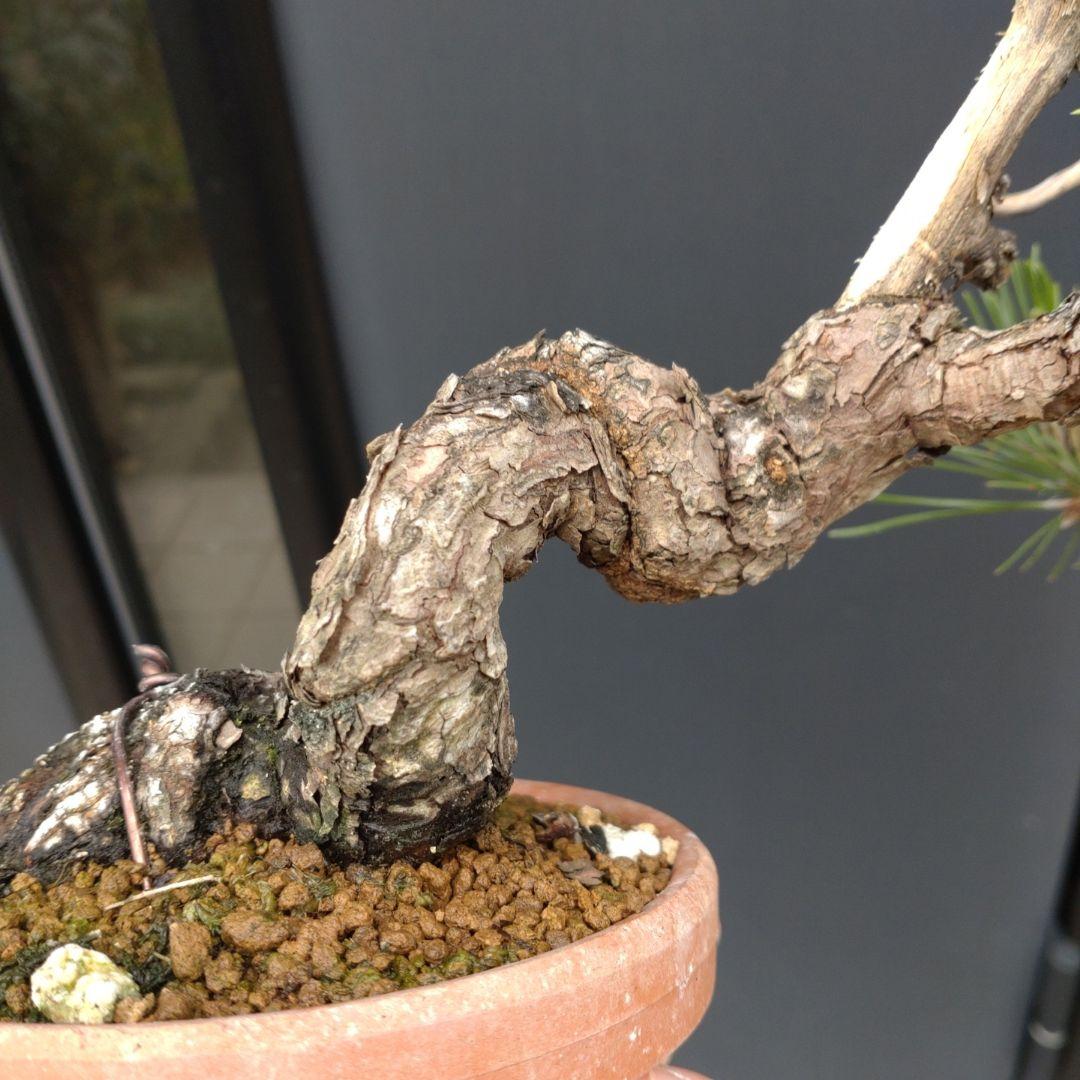 黒松 小品 盆栽 素材