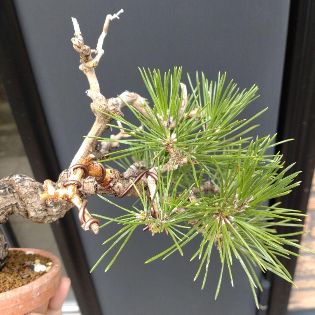 黒松 小品 盆栽 素材