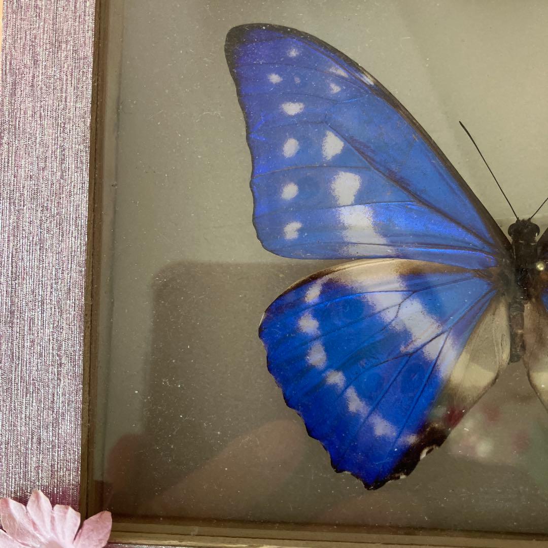 キプリスモルフォ♂