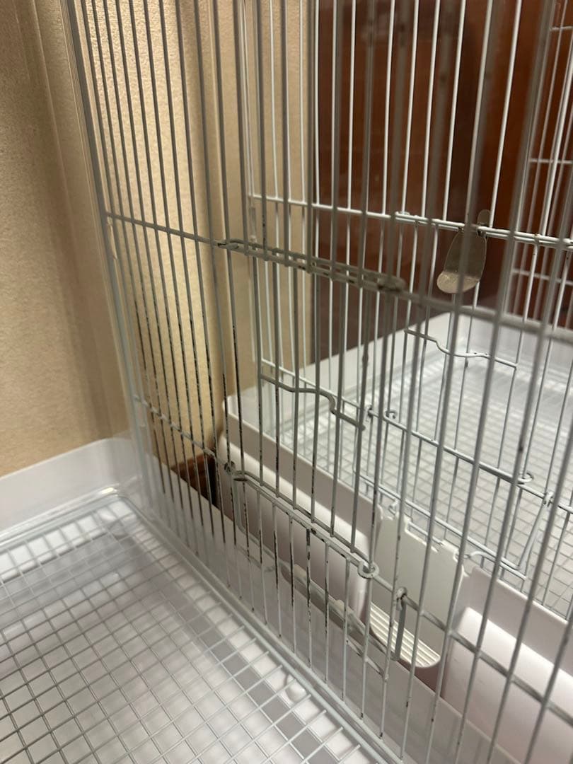 クリアバード40 2個