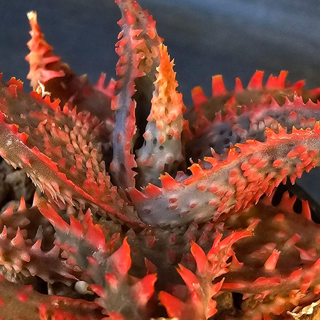 blackspine様 リクエスト 3点 まとめ商品