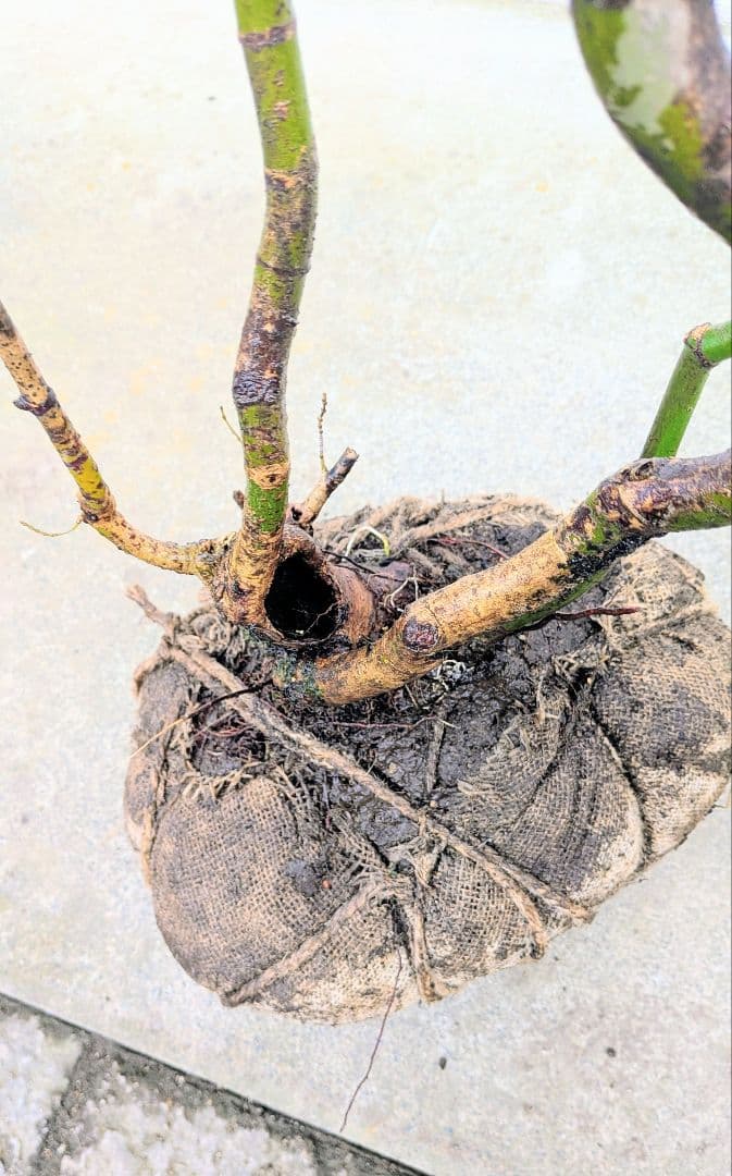 HIME_01_17さま。。山採りコハウチワカエデ。