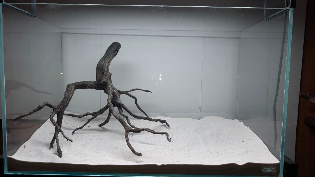 ブラックスマトラブランチ【BSB118】アクアリウム まとめ買い対応可 水槽