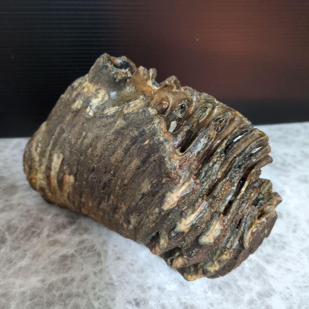 （希少）マンモス ナウマンゾウ 歯化石 臼歯