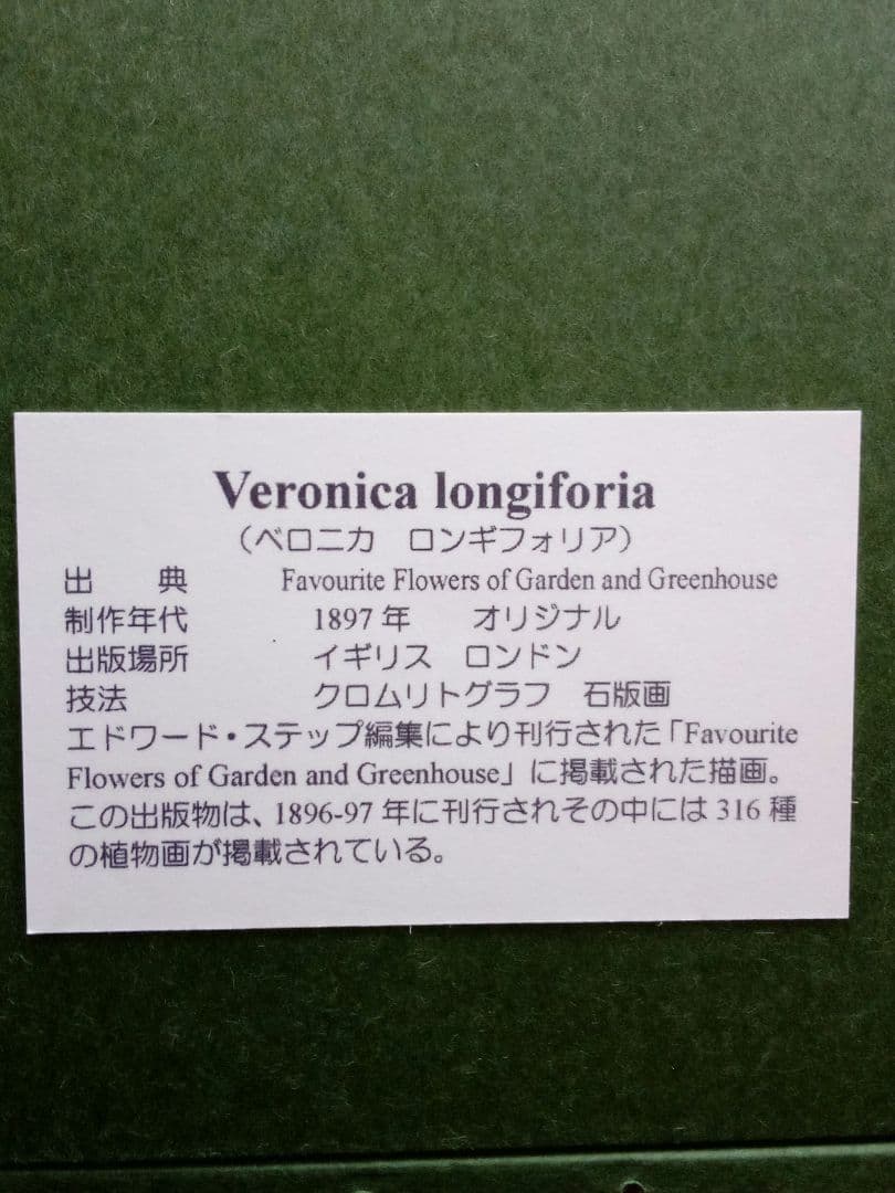 イギリス ボタニカル画 石版画(クロモリトグラフ) １８９７年