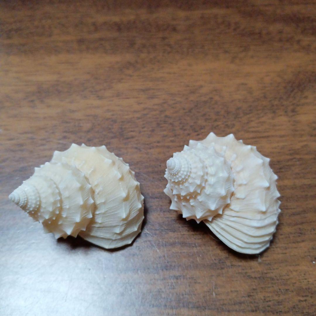 貝殻標本　イガギンエビス②