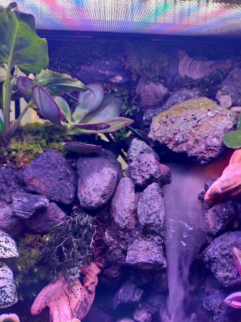 滝の流れる化石と苔のテラリウム、究極の飼育箱（化石、ライト、ミスト、階段付き）