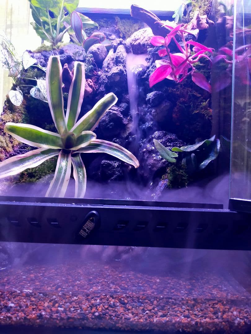 滝の流れる化石と苔のテラリウム、究極の飼育箱（化石、ライト、ミスト、階段付き）