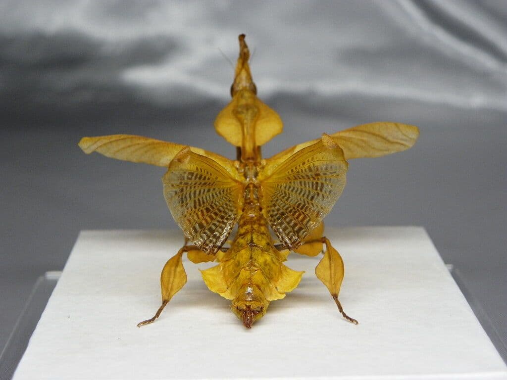 ゴーストマンティス／ペア　立体標本