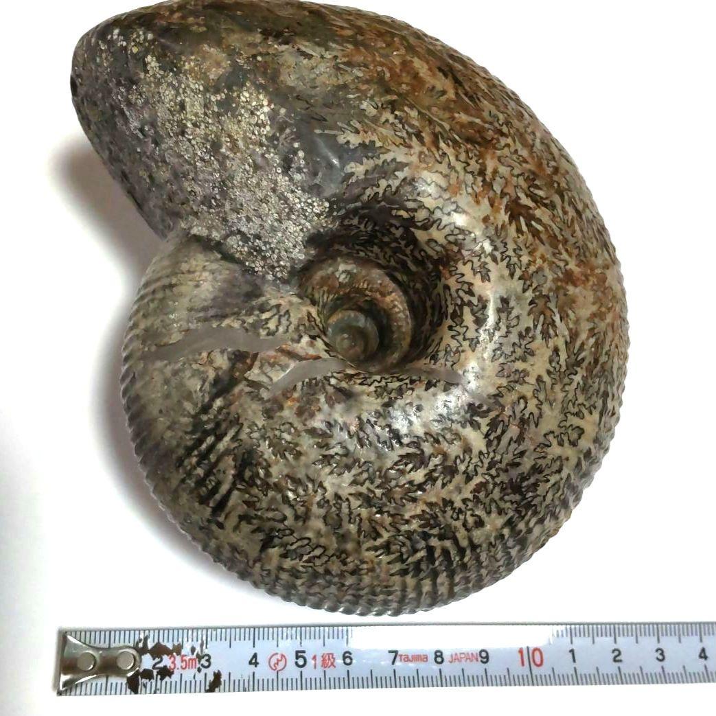 大型アンモナイト化石　シダ模様美品　約14cmの大型