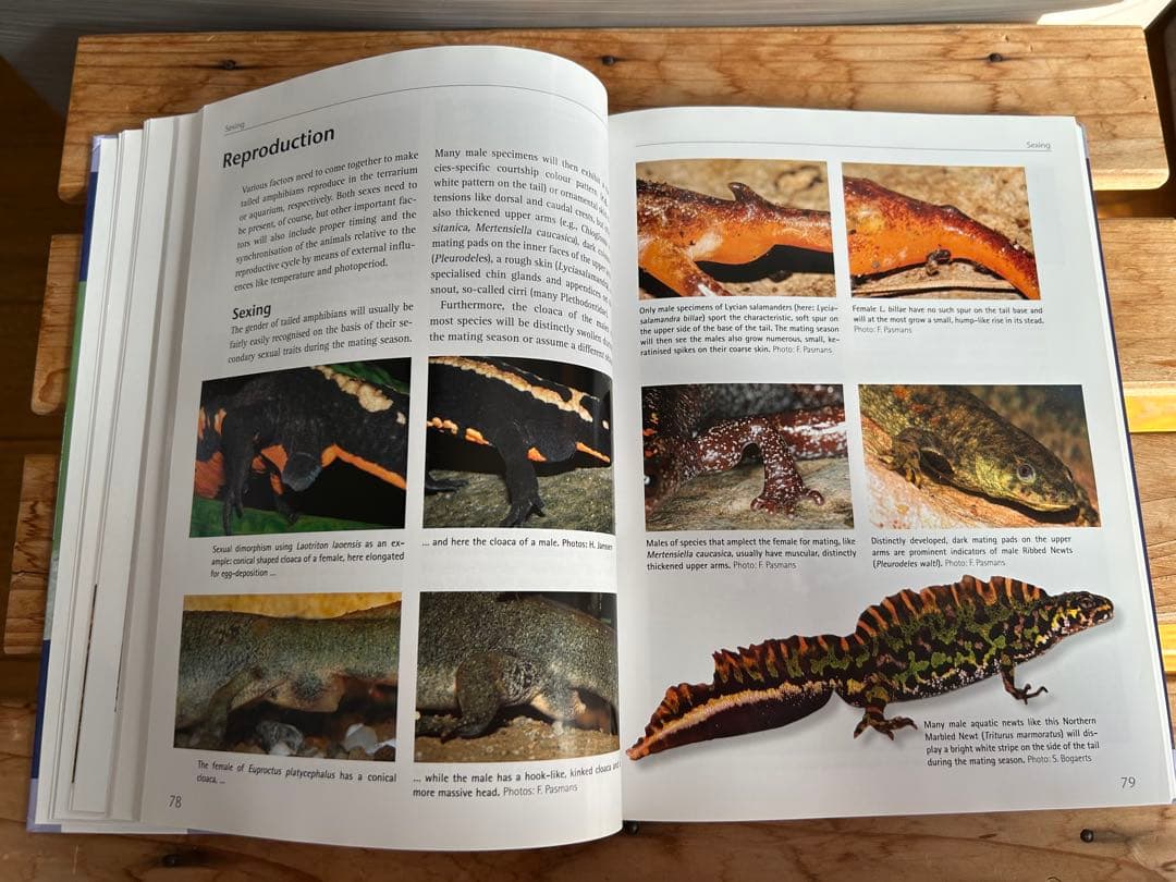 【送料無料】有尾類 イモリ サンショウウオ 爬虫類 両生類 洋書 図鑑 専門書