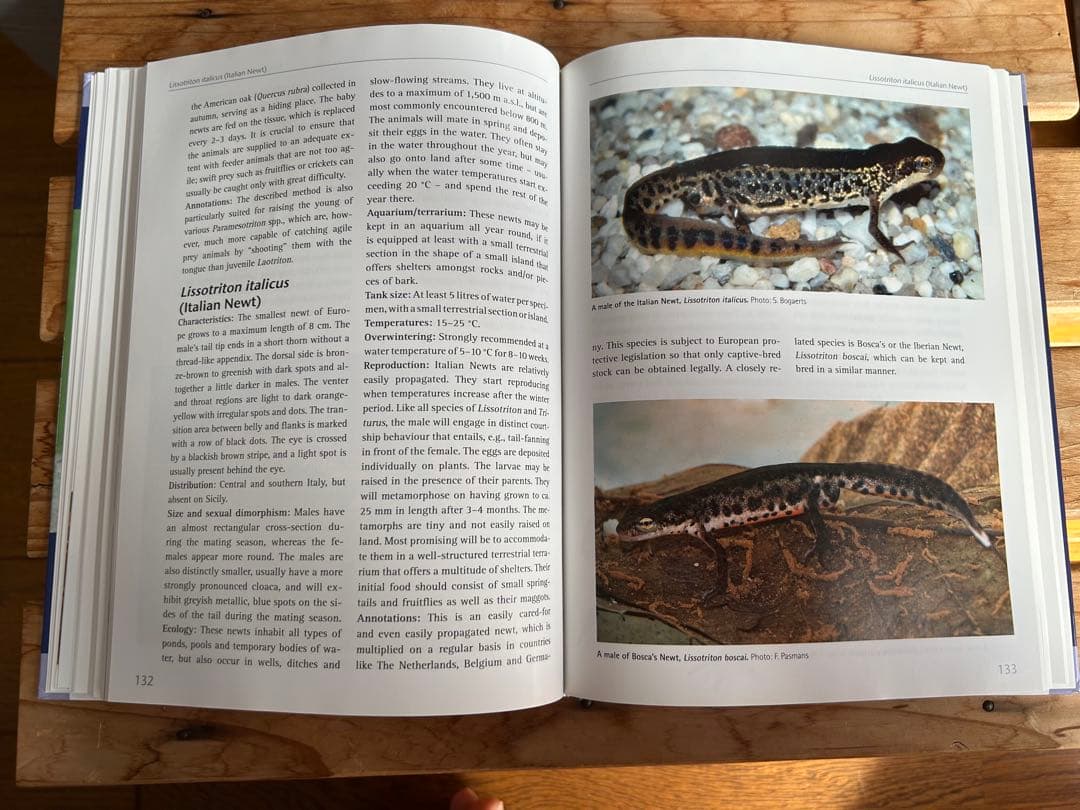 【送料無料】有尾類 イモリ サンショウウオ 爬虫類 両生類 洋書 図鑑 専門書