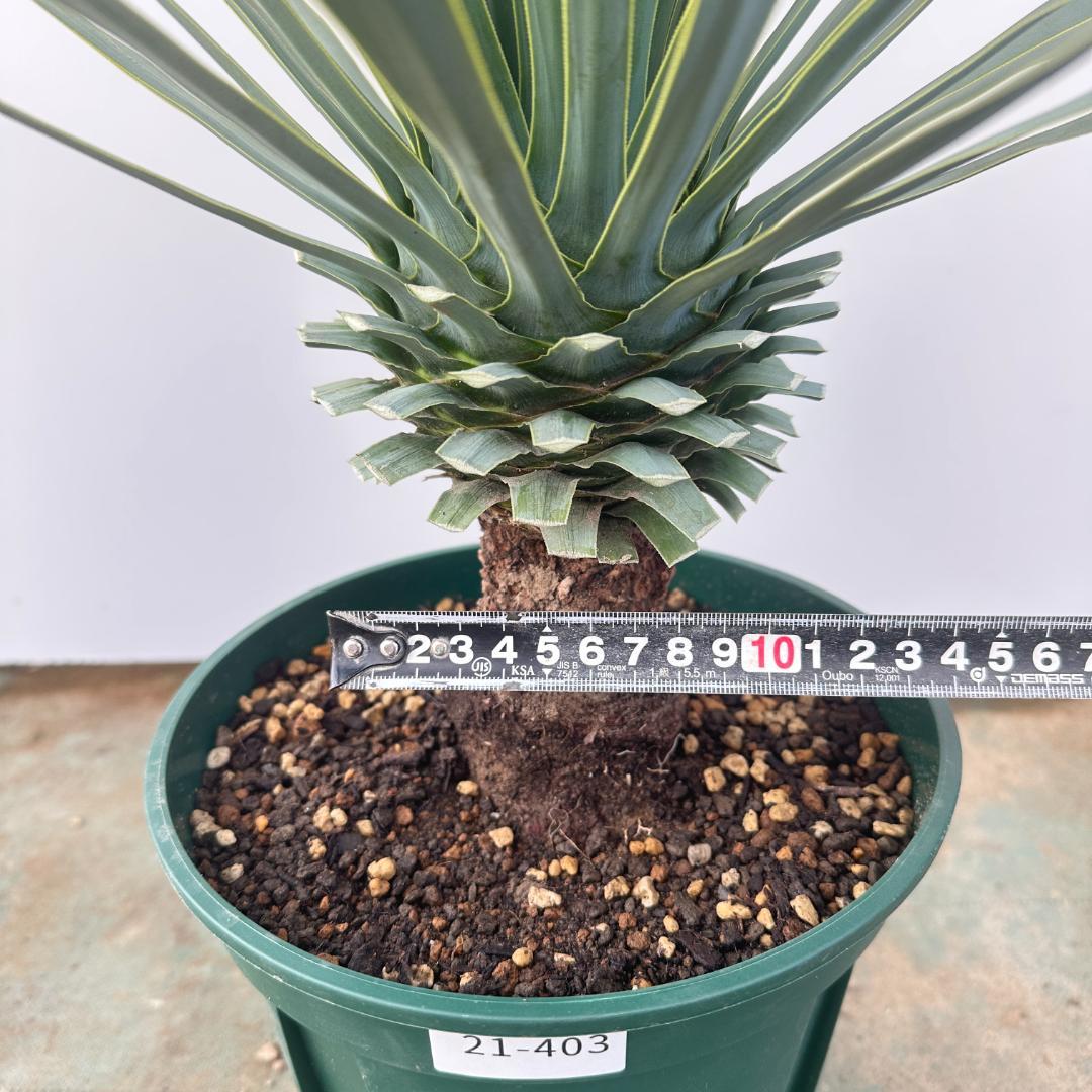 ユッカ　ロストラータ【21-403】シルバーブルー