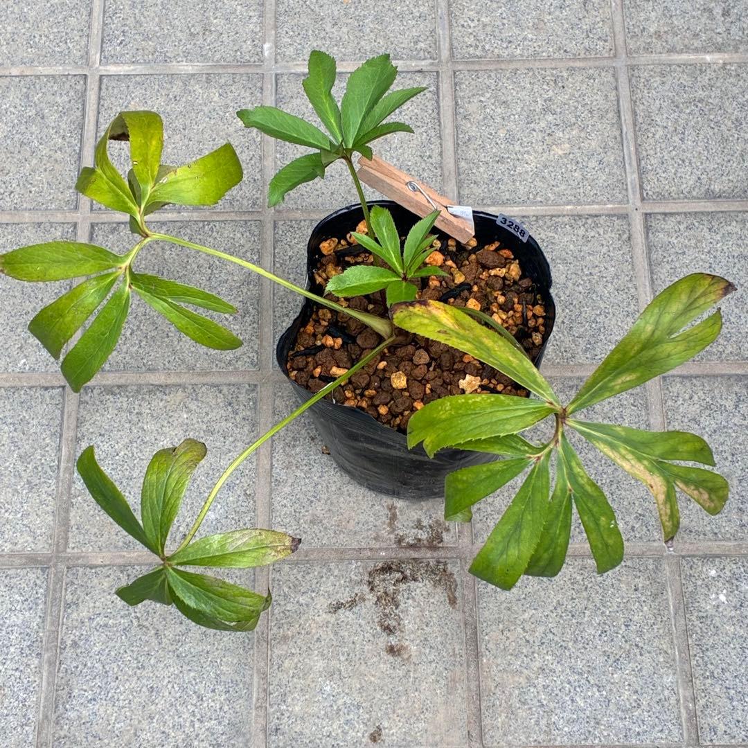 夕*え様 ❤️根パンパン❤️沢山新芽ワサワサ元気株❤️3288⭐️ふんわりパステ