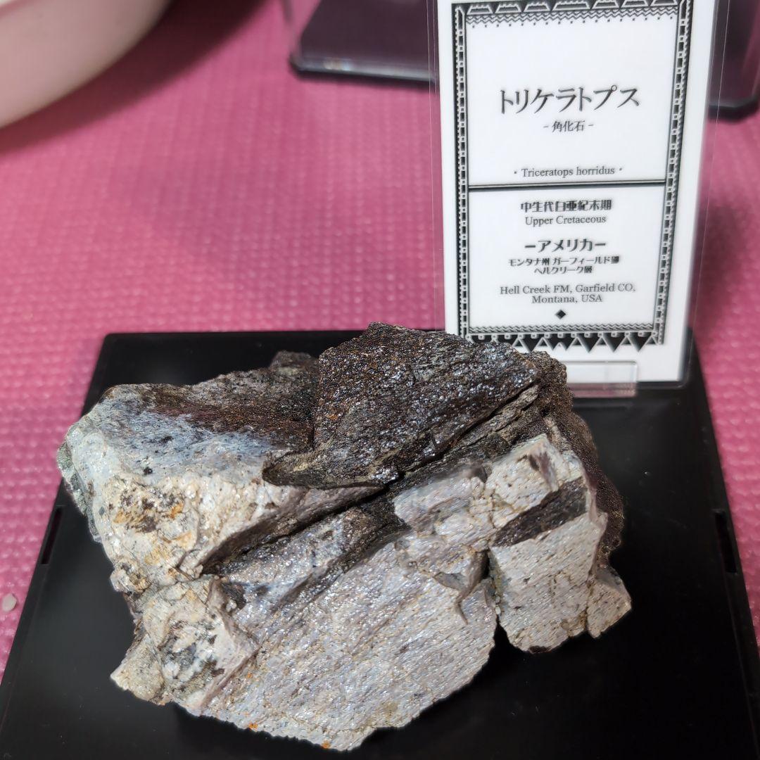 本物　トリケラトプス　特大角化石の一部　ラベル付き 485グラム