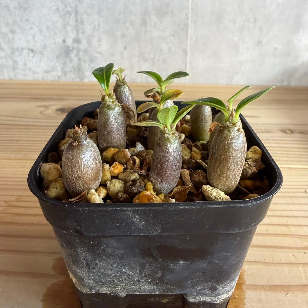 9株セット　パキポディウムウィンゾリー 国内実生株