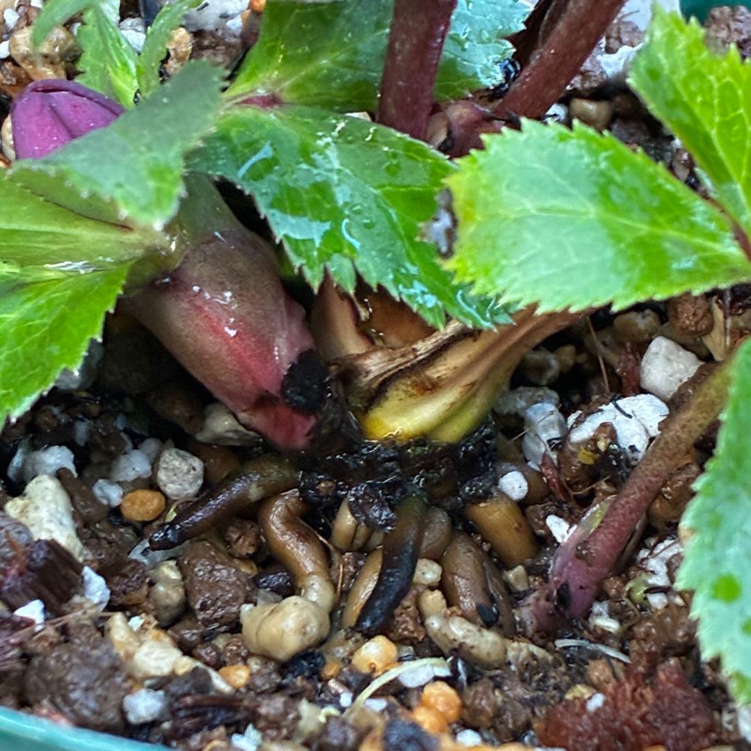 タ*ン様 3485☘️蕾花タグ付☘️極上☘️SD⭐️ダークミスティーク⭐️超小〜