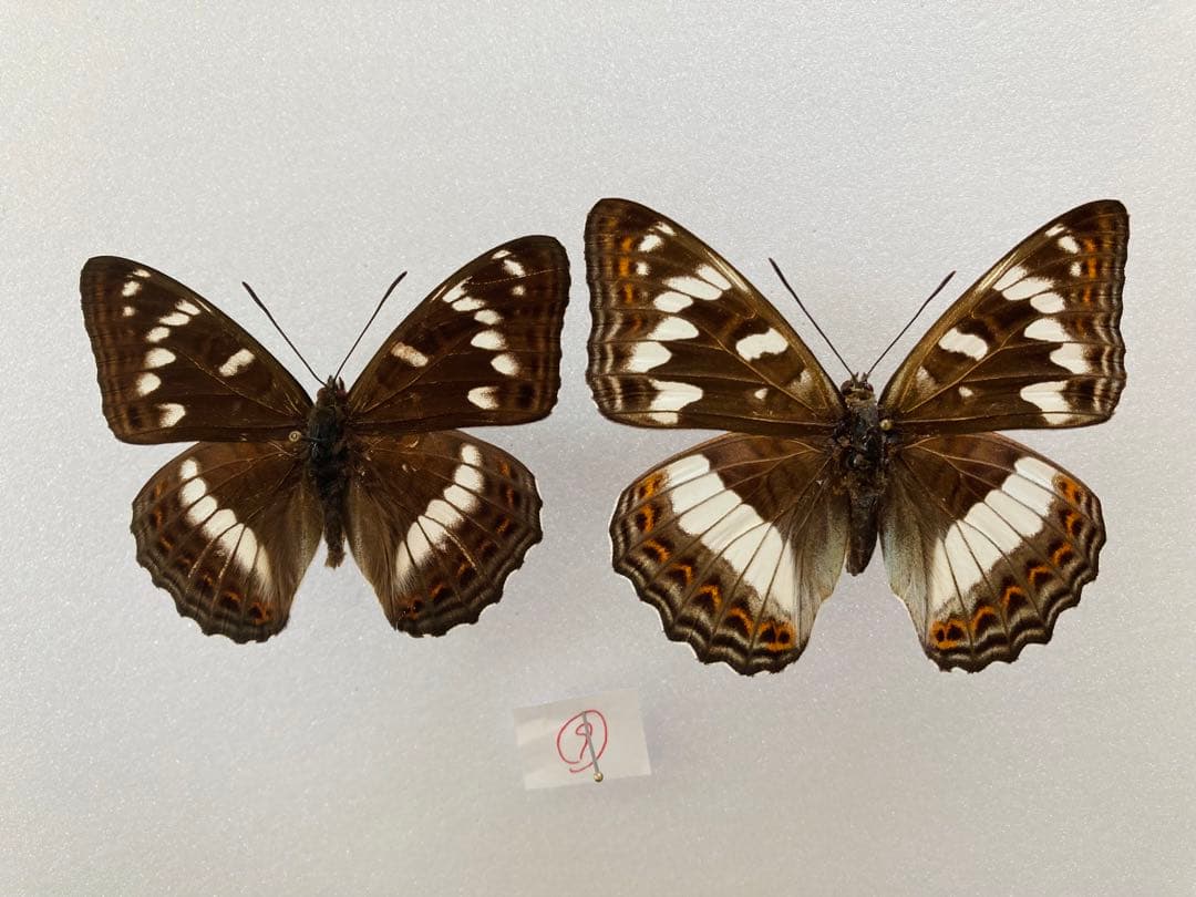 オオイチモンジ（1ペア　ロシア極東産）