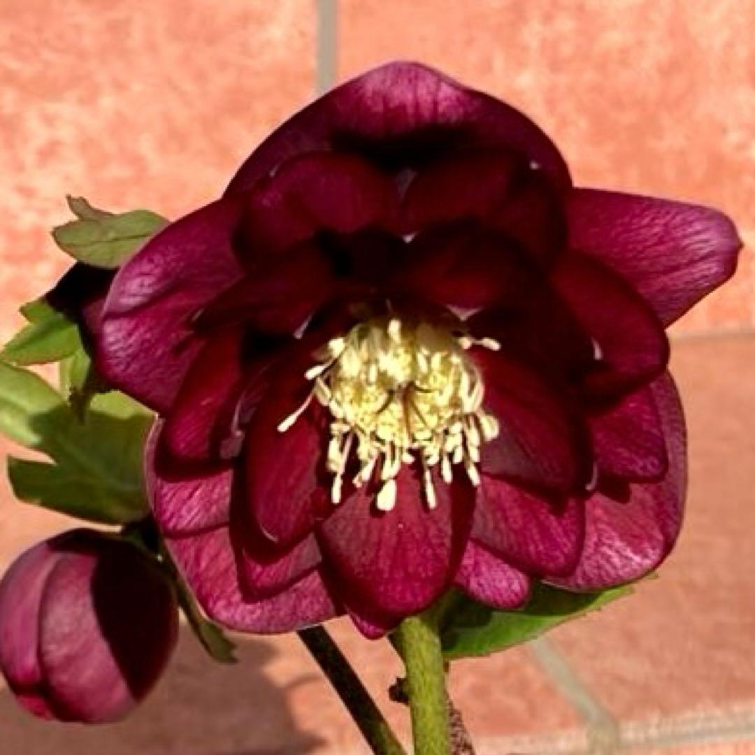 クリスマスローズ開花株 加藤農園　キラメキ⭐︎レッド