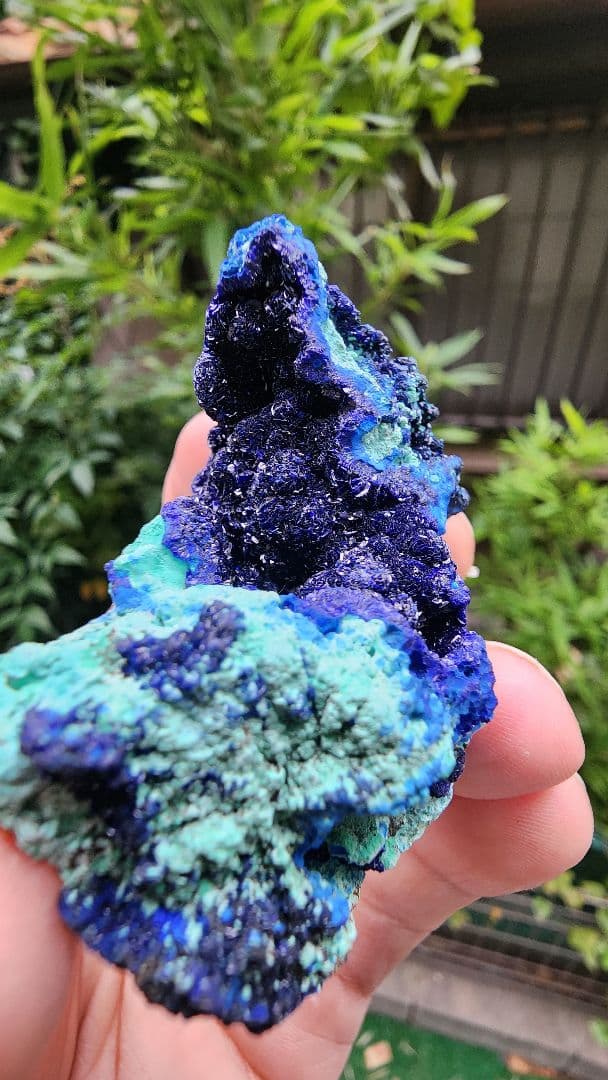 アズライトとマラカイトの共生(銅鉱石）ミルピラス鉱山（メキシコ）