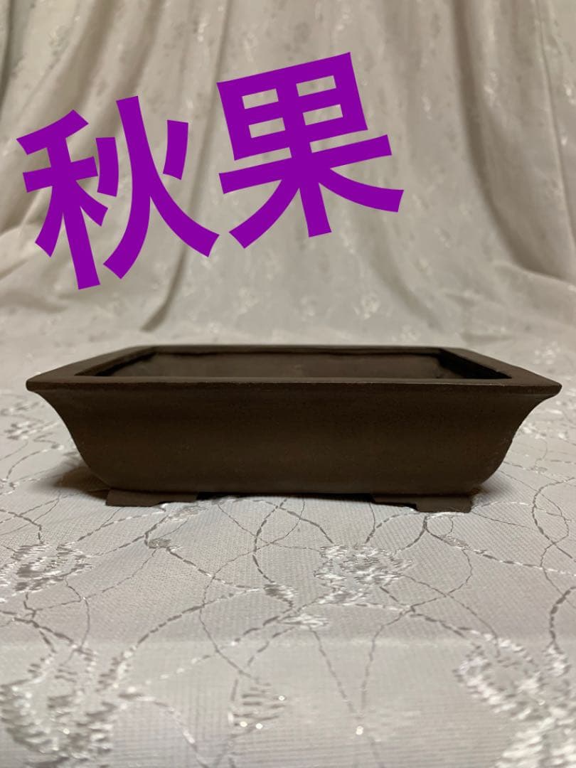 秋果　ほつれあり　盆栽鉢