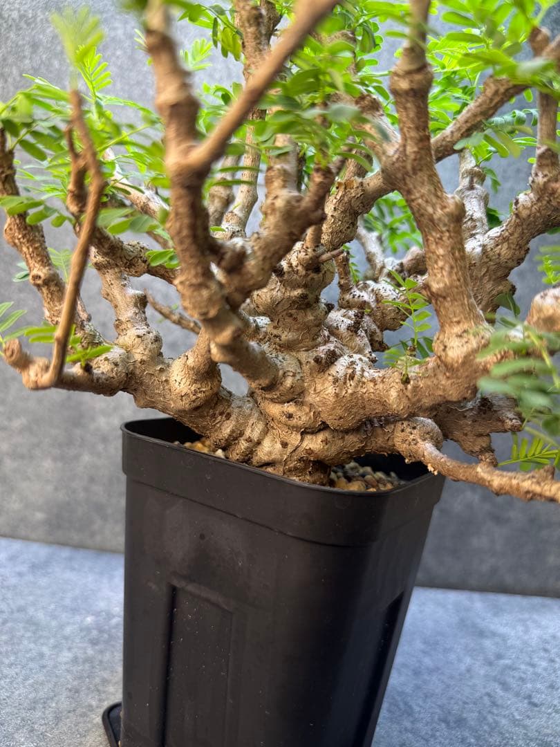 センナ　メリディオナリス　海外実生　発根済み　398