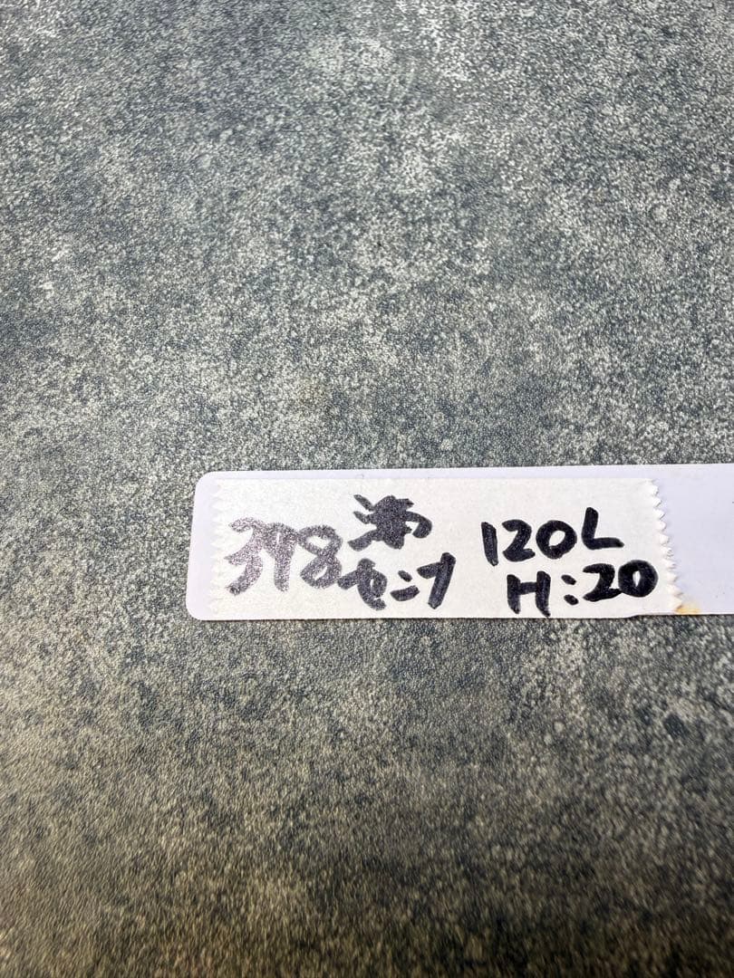 センナ　メリディオナリス　海外実生　発根済み　398