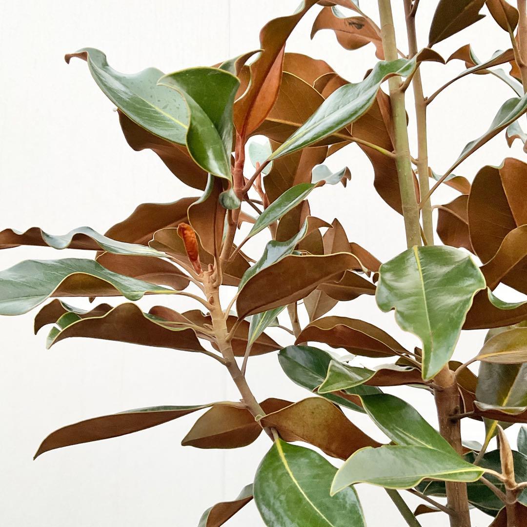 猫山さん専用　タイサンボク　ケイパレス/ 949