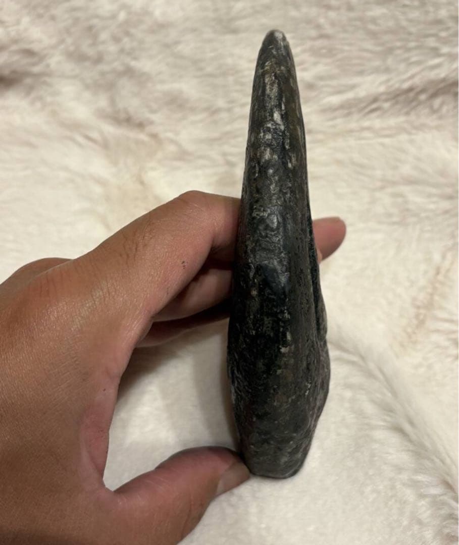 アフロベナトル　爪　化石　恐竜　/ティラノサウルス、スピノサウルス