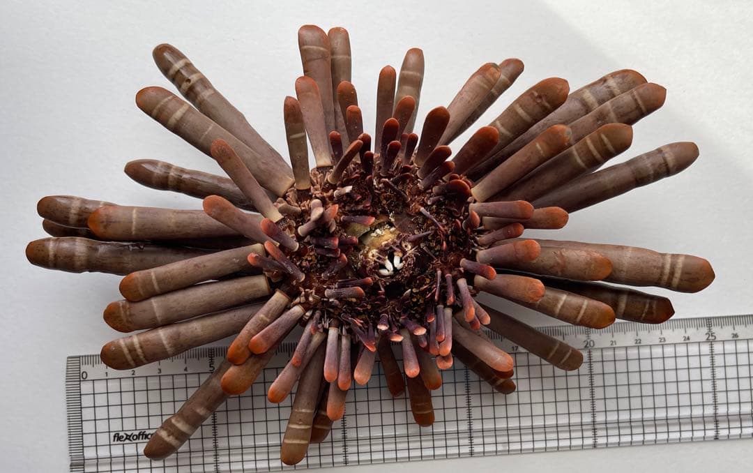 超希少 ‼️ パイプウニ ウニ 貝殻 標本 置物 インテリア